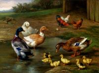 Edgar Hunt - Chickens Ducks And Ducklings Paddling